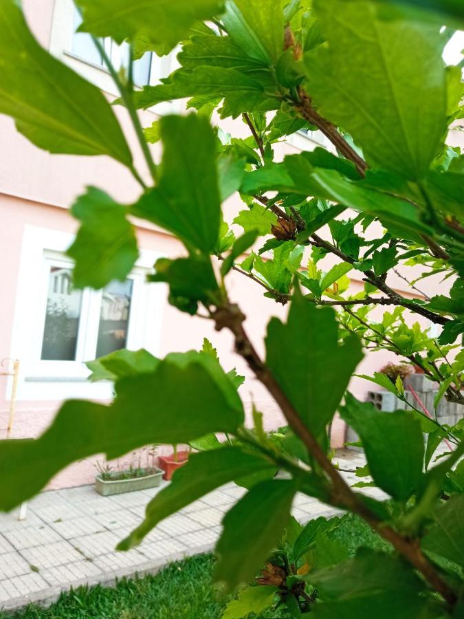 Azevinho Guest House Seia Kültér fotó
